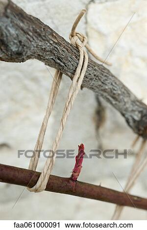Stock Image - Leaf bud on branch tied to trellis. Fotosearch