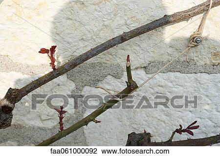 Leaf buds on branch tied to trellis View Large Photo Image Stock Image - Leaf buds on branch tied to trellis. Fotosearch