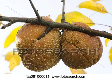 Stock Image - Moldy apples rotting on branch. Fotosearch