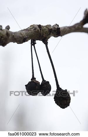 Nuts hanging from branch View Large Photo Image Stock Image - Nuts hanging from branch. Fotosearch