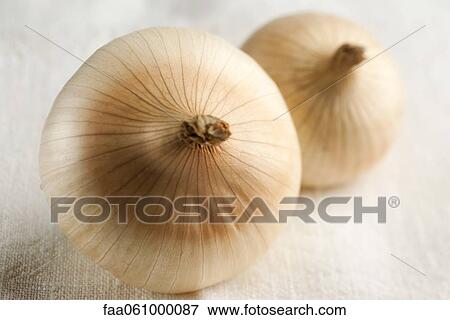 Stock Photo - Onions. Fotosearch