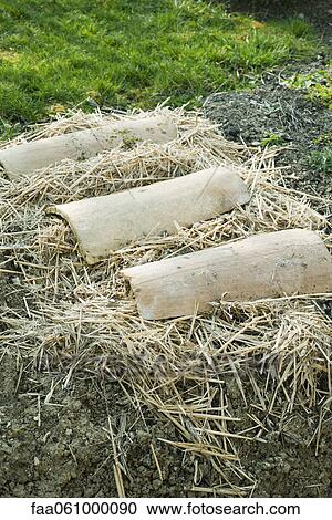 Planted garden covered with straw View Large Photo Image Stock Image - Planted garden covered with straw. Fotosearch