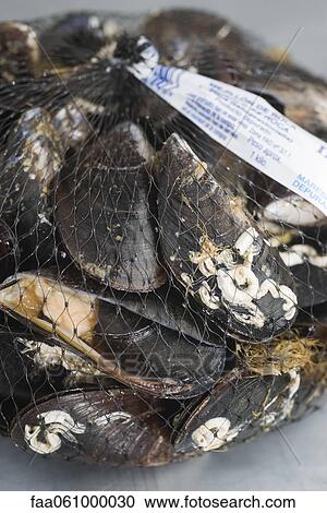 Sack of fresh mussels View Large Photo Image Stock Image - Sack of fresh mussels. Fotosearch