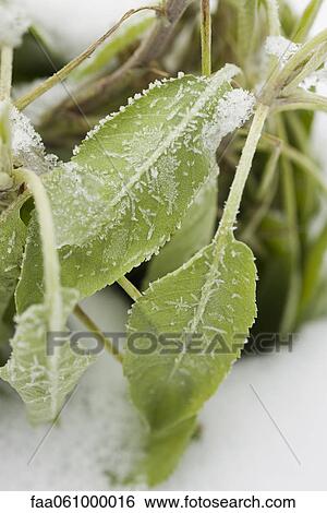 Sage plant frosted with snow View Large Photo Image Stock Photograph - Sage plant frosted with snow. Fotosearch