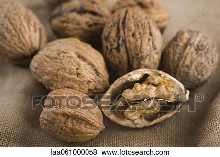 Shelling walnuts View Large Photo Image Stock Photo - Shelling walnuts. Fotosearch
