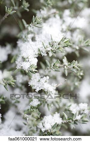 Snow frosted branches of thyme plant View Large Photo Image Stock Image - Snow frosted branches of thyme plant. Fotosearch