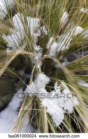 Picture - Snow frosted stalks of tall grass. Fotosearch