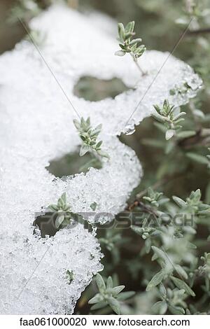 Snow on branches of thyme plant View Large Photo Image Stock Image - Snow on branches of thyme plant. Fotosearch