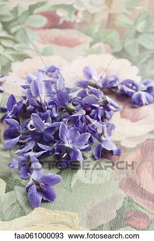 Violet flowers View Large Photo Image Stock Image - Violet flowers. Fotosearch
