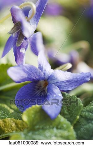Violets, close-up View Large Photo Image Stock Photo - Violets, close-up. Fotosearch