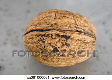 Stock Image - Walnut. Fotosearch