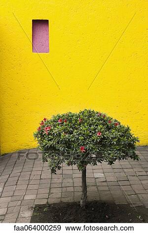 Stock Photo - Azalea tree growing in courtyard. Fotosearch