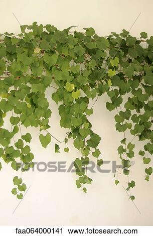 Grapevine View Large Photo Image Stock Image - Grapevine. Fotosearch