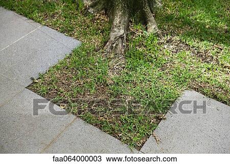 Grass growing along sidewalk View Large Photo Image Stock Image - Grass growing along sidewalk. Fotosearch