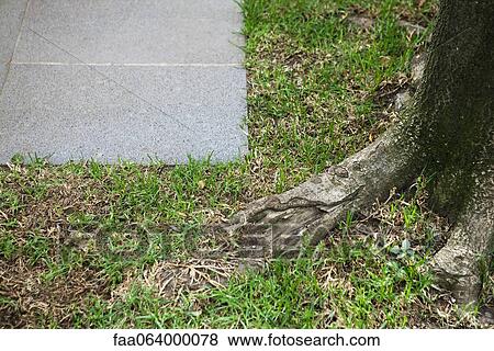 Grass growing along sidewalk View Large Photo Image Stock Photo - Grass growing along sidewalk. Fotosearch