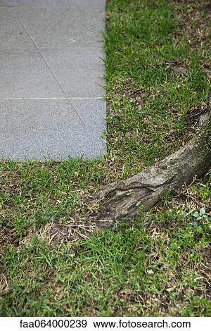 Grass growing along sidewalk View Large Photo Image Stock Photo - Grass growing along sidewalk. Fotosearch