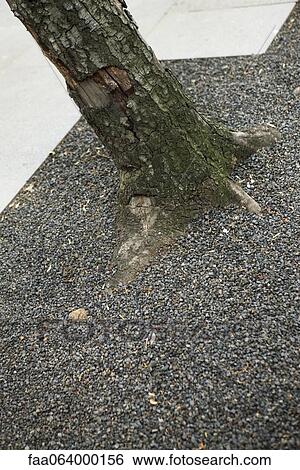 Stock Photograph - Gravel at base of tree. Fotosearch