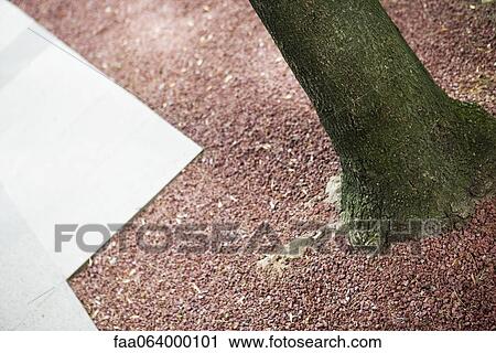 Stock Image - Gravel at base of tree trunk. Fotosearch
