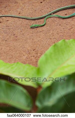 Stock Photo - Green snake. Fotosearch