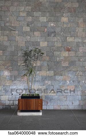 Potted tropical plant View Large Photo Image Stock Photo - Potted tropical plant. Fotosearch