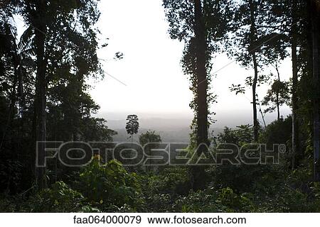 South America, Amazon Rainforest scene View Large Photo Image Stock Photo - South America, Amazon Rainforest scene. Fotosearch