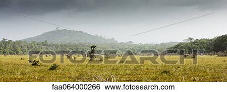 South America, Amazonia, grassy meadow View Large Photo Image Stock Photograph - South America, Amazonia, grassy meadow. Fotosearch