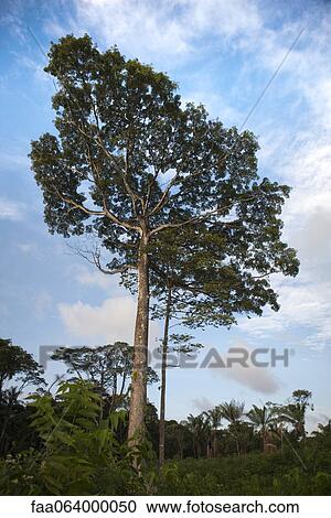 South America, tall trees growing in Amazon Rainforest View Large Photo Image Stock Image - South America, tall trees growing in Amazon Rainforest. Fotosearch