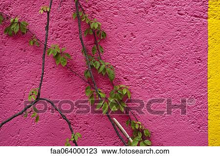 Stock Image - Vine growing on brightly colored wall. Fotosearch
