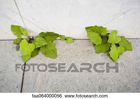 Weeds growing out of crack in sidewalk View Large Photo Image Stock Photograph - Weeds growing out of crack in sidewalk. Fotosearch