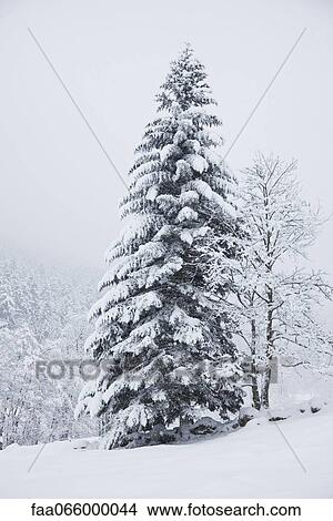 Fir tree in wintery landscape View Large Photo Image Picture - Fir tree in wintery landscape. Fotosearch