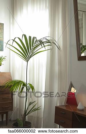 Potted house plant and knickknacks in home View Large Photo Image Stock Image - Potted house plant and knickknacks in home. Fotosearch