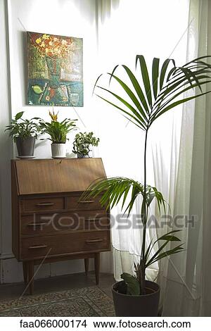Potted house plants View Large Photo Image Picture - Potted house plants. Fotosearch