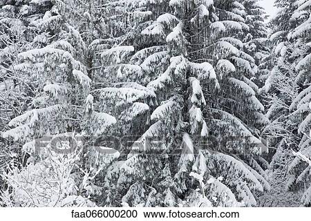 Snow-covered fir trees, cropped, full frame View Large Photo Image Stock Image - Snow-covered fir trees, cropped, full frame. Fotosearch
