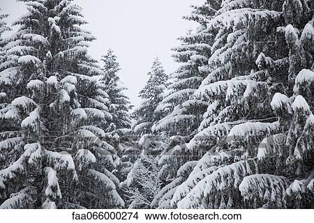 Snow-covered fir trees View Large Photo Image Picture - Snow-covered fir trees. Fotosearch