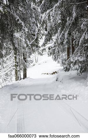 Snow Covered Path Through Woods Stock Image Faa Fotosearch