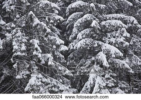Picture - Snow-covered woods, cropped, full frame. Fotosearch