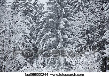 Snow-covered woods View Large Photo Image Picture - Snow-covered woods. Fotosearch