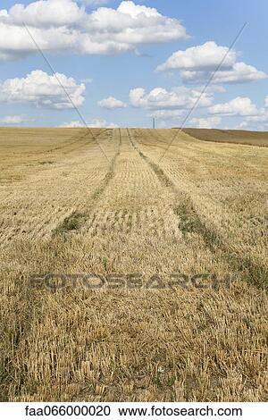 Tire tracks in wheatfield View Large Photo Image Stock Image - Tire tracks in wheatfield. Fotosearch