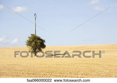 Stock Image - Tree in wheatfield. Fotosearch