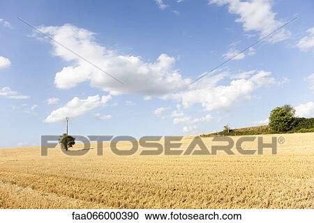 Stock Image - Wheatfield on hillside. Fotosearch
