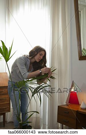 Woman caring for house plant View Large Photo Image Stock Image - Woman caring for house plant. Fotosearch