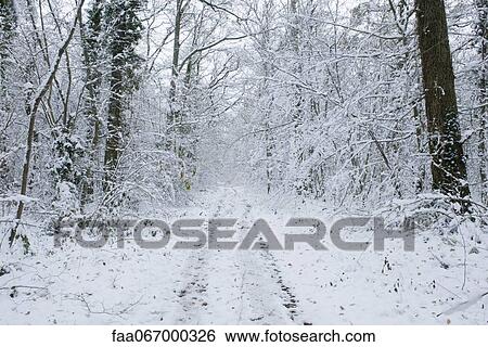 被雪覆蓋 路徑 透過 樹林相片 Faa Fotosearch