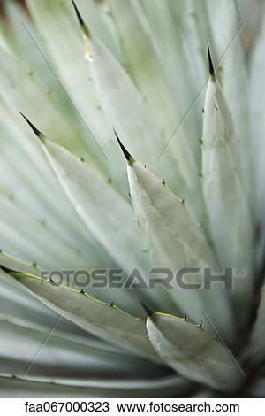 Agave plant, close-up View Large Photo Image Stock Image - Agave plant, close-up. Fotosearch