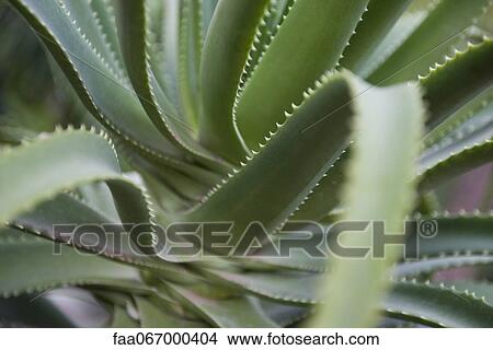 Picture - Aloe vera plant. Fotosearch