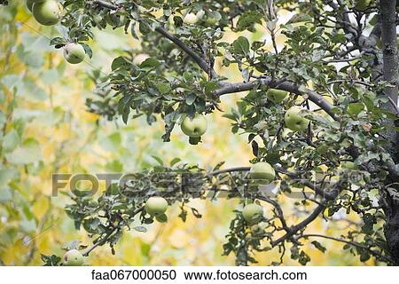 Stock Image - Apple tree. Fotosearch