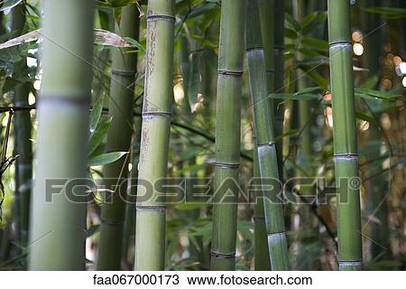 Stock Image - Bamboo stalks, close-up. Fotosearch