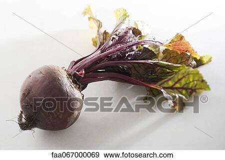 Beetroot View Large Photo Image Stock Photo - Beetroot. Fotosearch