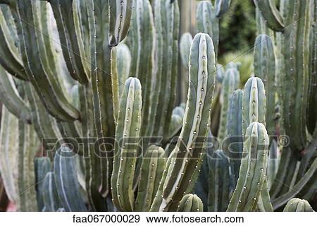 Cactus, close-up View Large Photo Image Stock Photo - Cactus, close-up. Fotosearch