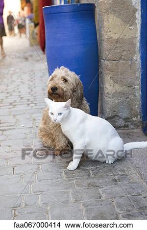 Cat and dog sitting together on sidewalk View Large Photo Image Picture - Cat and dog sitting together on sidewalk. Fotosearch