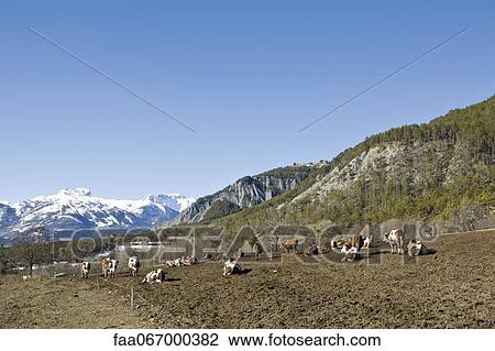 Cattle in field, snow-capped mountains in background View Large Photo Image Stock Image - Cattle in field, snow-capped mountains in background. Fotosearch